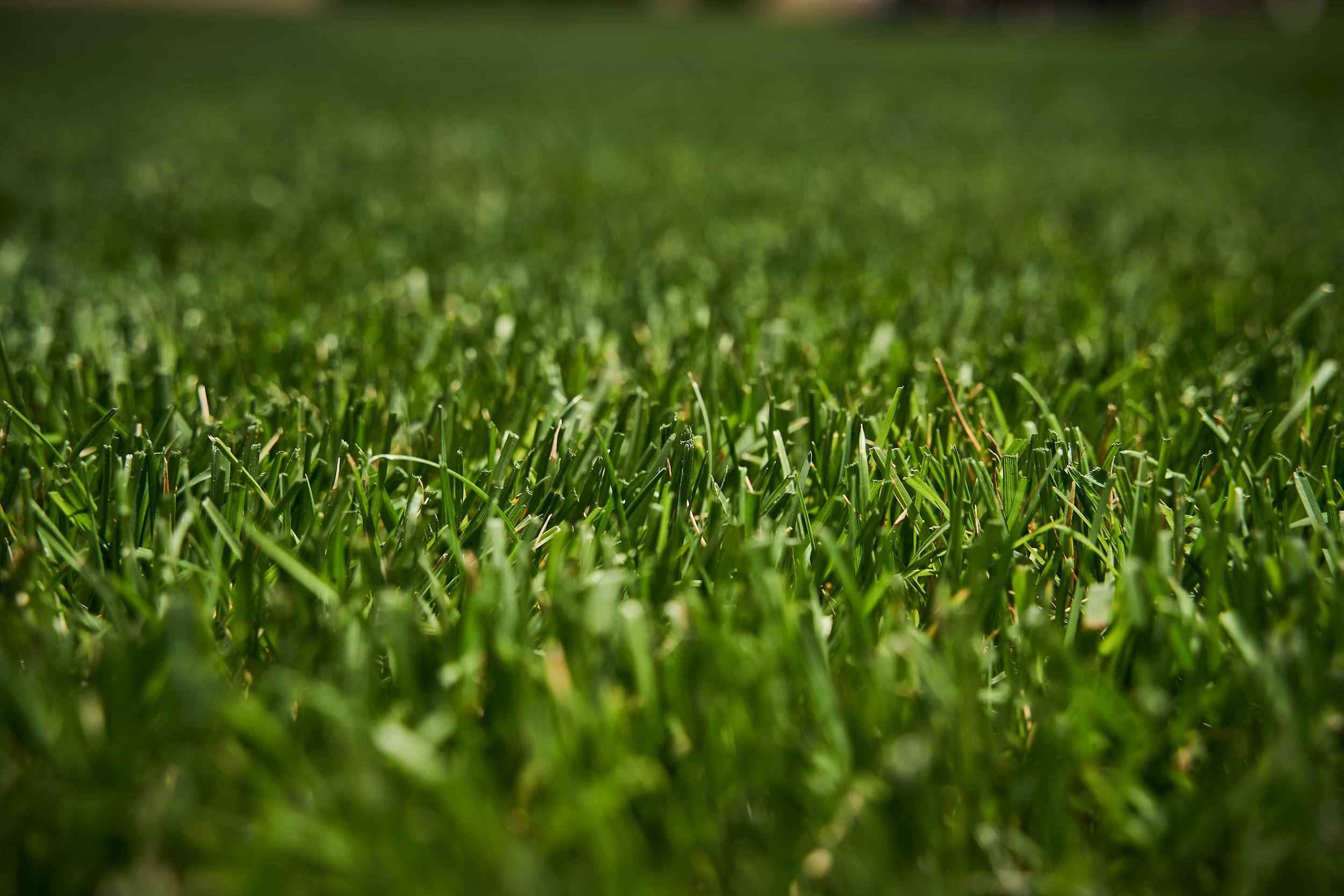 Lawn watering tips for summer