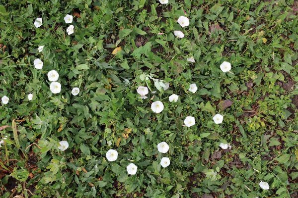 Bindweed