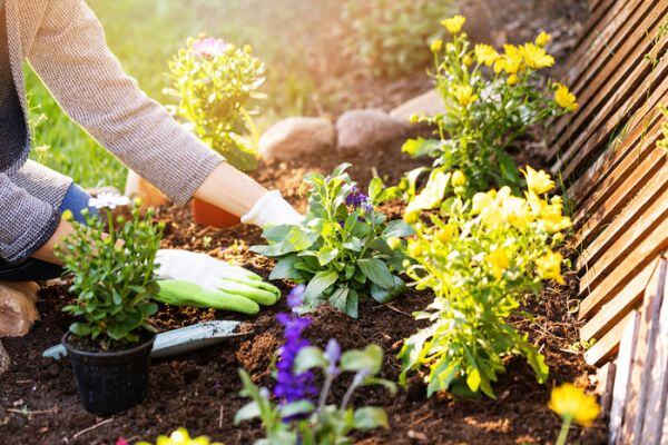 Flowers and Plants