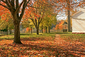 Fall Lawn Care