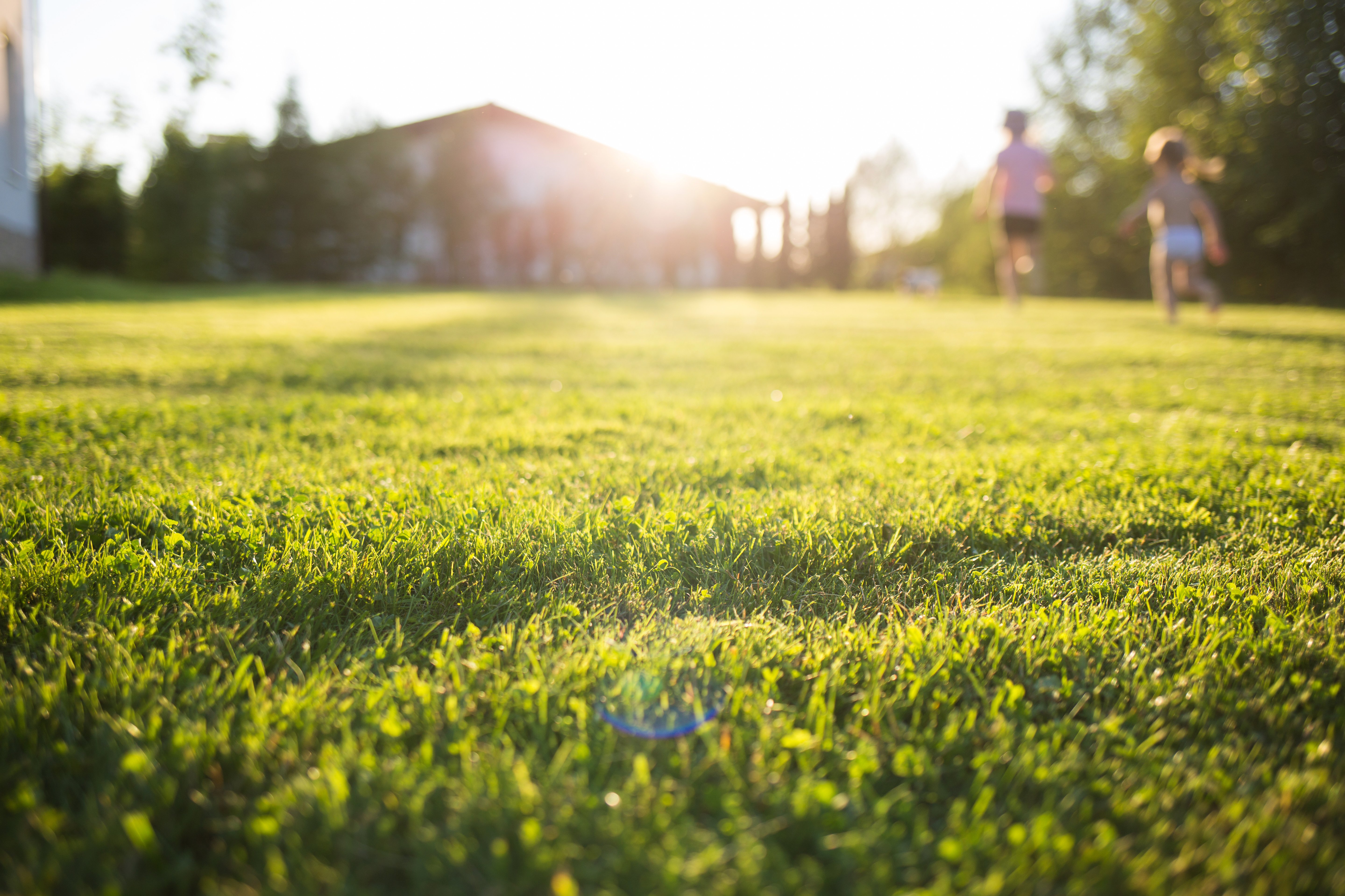 Taking care of your yard during a heat wave