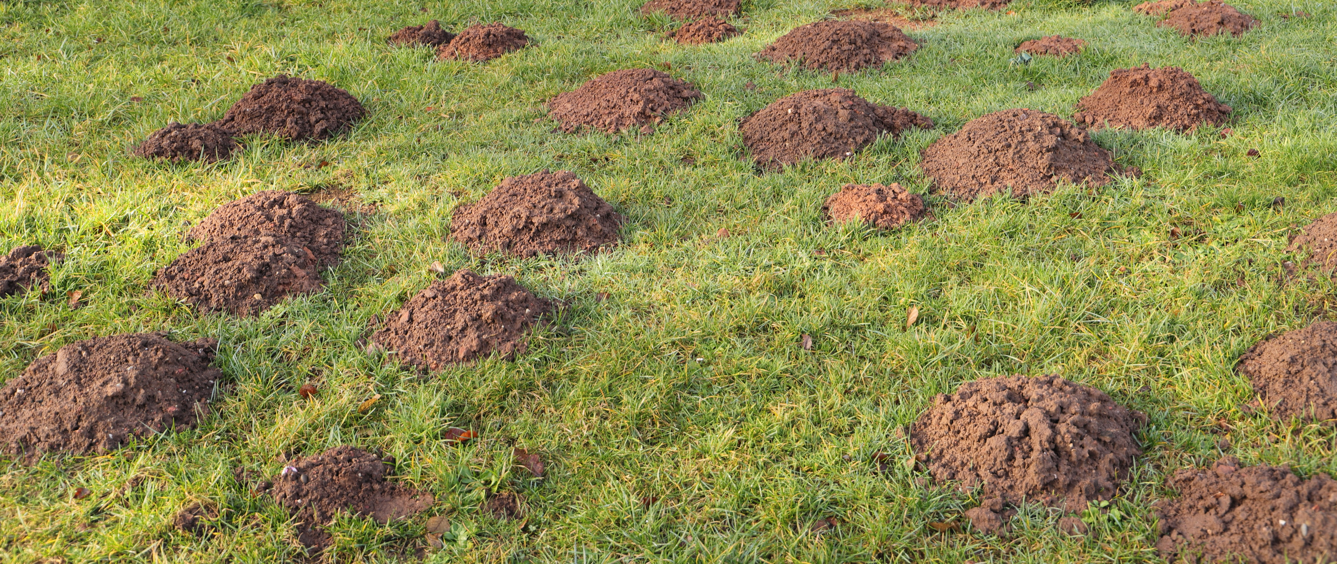 How to deal with three of the most common lawn pests