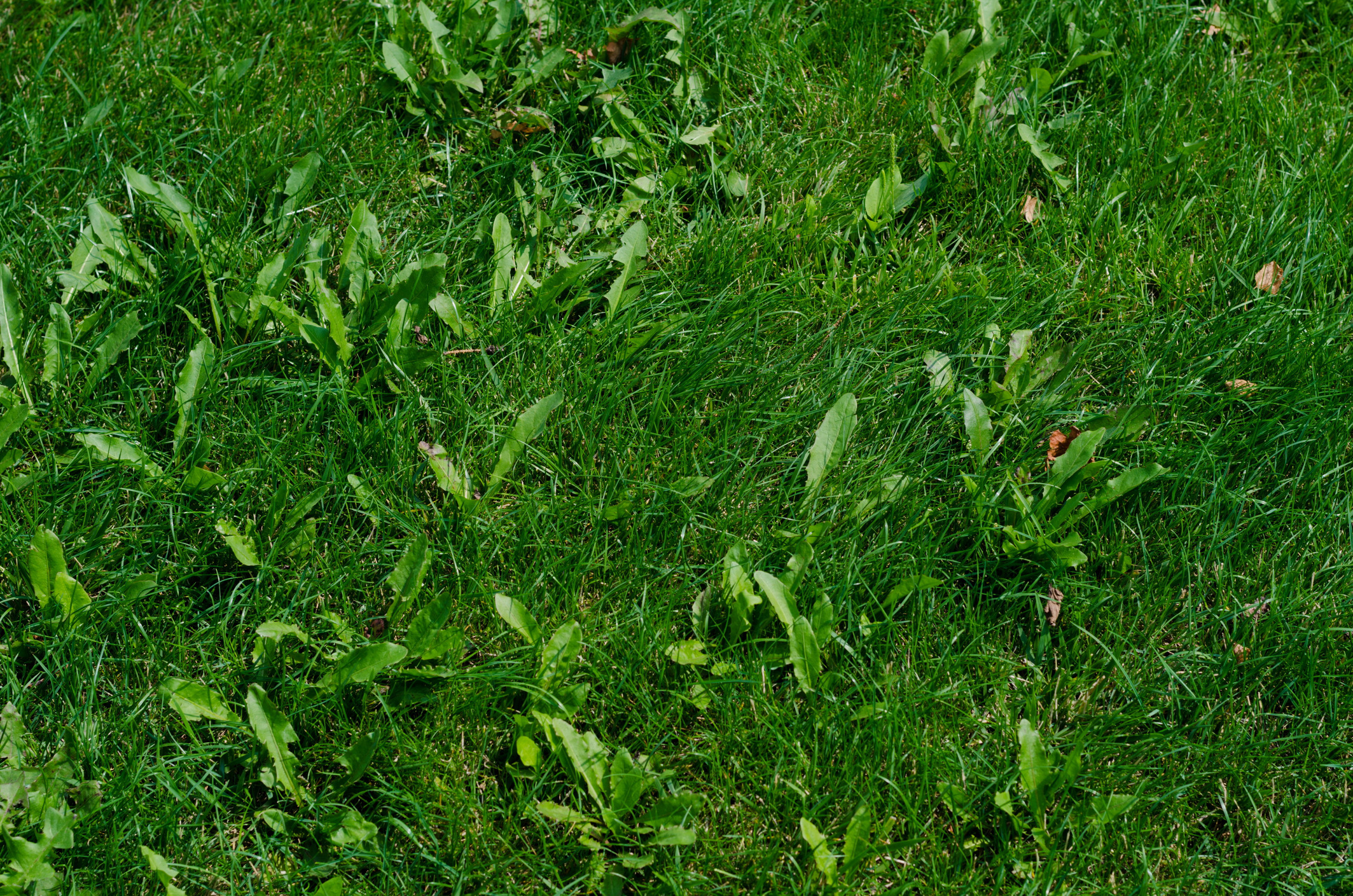 How to keep weeds off your property